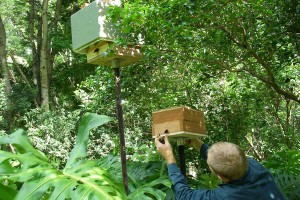 Permaculture-Animals-Native-Bees-300x200.jpg